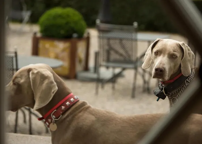 Chateau D'ygrande - Teritoria